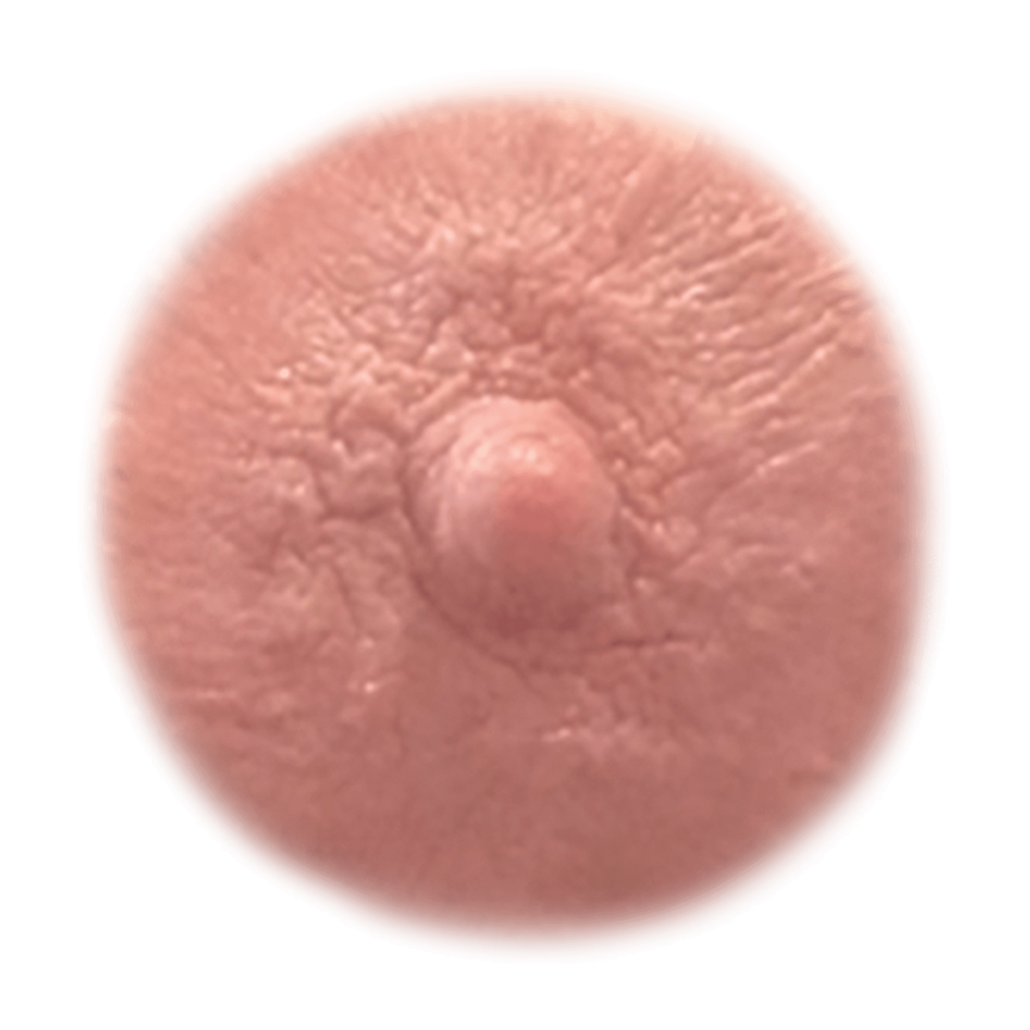 AUBURN – Temporary Nipple Tattoos